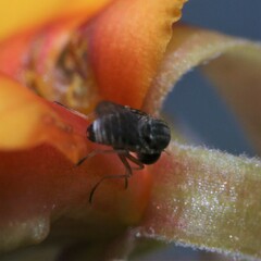 Mythicomyiidae