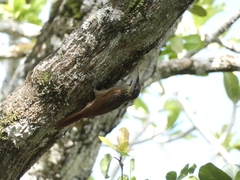 Xiphorhynchus flavigaster