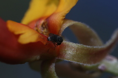 Mythicomyiidae