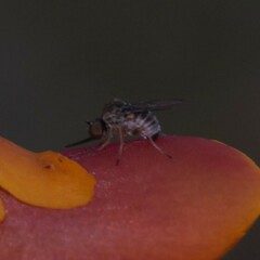 Mythicomyiidae