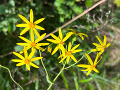 Senecio velleioides