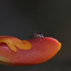 Mythicomyiidae