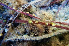 Phasianotrochus irisodontes