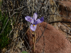 Moraea polystachya