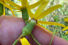 Senecio velleioides