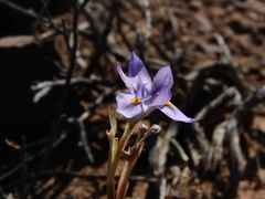 Moraea polystachya
