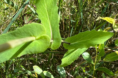 Senecio velleioides