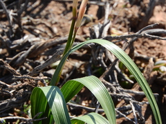 Moraea polystachya