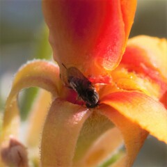 Mythicomyiidae