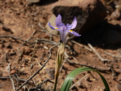 Moraea polystachya