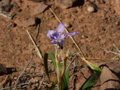 Moraea polystachya