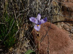 Moraea polystachya