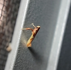 Caloptilia xanthopharella