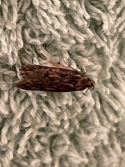 Hofmannophila pseudospretella