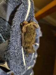Nyctophilus geoffroyi