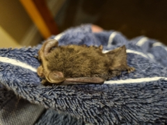 Nyctophilus geoffroyi