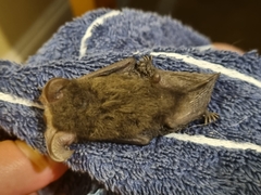 Nyctophilus geoffroyi