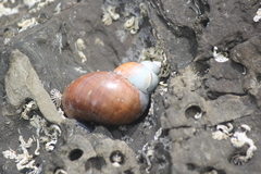 Phasianella ventricosa