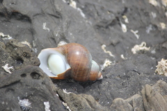 Phasianella ventricosa