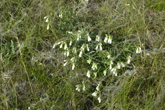 Onosma simplicissima