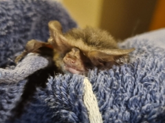 Nyctophilus geoffroyi