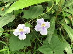 Thunbergia grandiflora