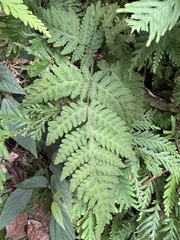Tectaria devexa
