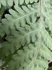 Tectaria devexa