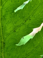 Tectaria devexa