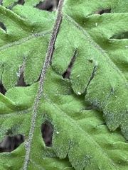 Tectaria devexa