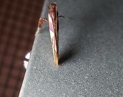 Caloptilia xanthopharella