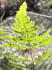 Tectaria devexa