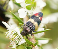 Castiarina bella
