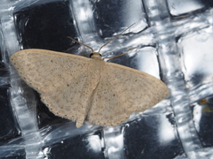 Scopula optivata