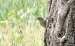 Phoenicurus ochruros