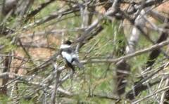 Ficedula albicollis
