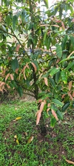 Calophyllum soulattri