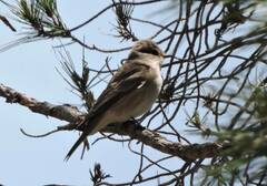 Muscicapa striata