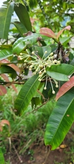 Calophyllum soulattri