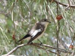 Ficedula hypoleuca