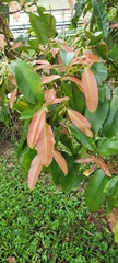 Calophyllum soulattri