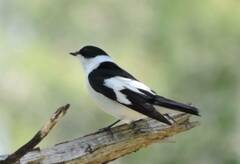 Ficedula albicollis