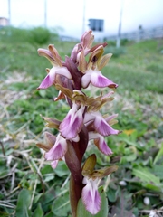 Anacamptis collina