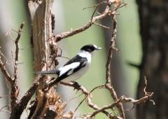 Ficedula albicollis