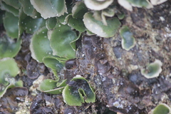 Dictyosphaeria sericea