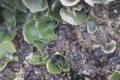 Dictyosphaeria sericea