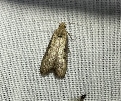 Heteromicta pachytera