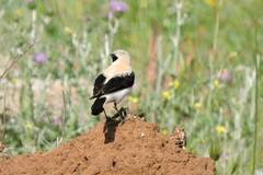 Oenanthe hispanica