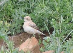 Oenanthe hispanica