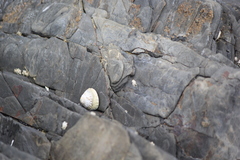 Bembicium